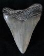 Fossil Megalodon Tooth #13407-1
